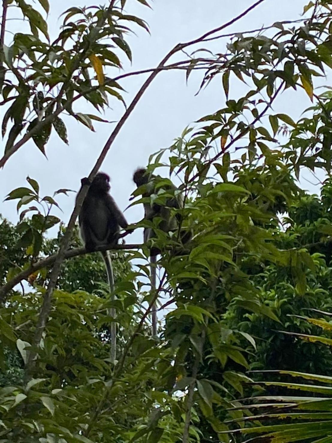 Khao Sok River & Jungle Bungalow Khao Sok National Park المظهر الخارجي الصورة